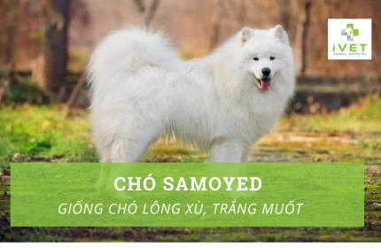 Tìm hiểu về giống chó Samoyed - Chó xù lông trắng